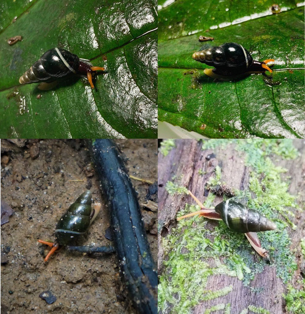 Variation of colouration in life of Zoniferella vespera. Top: Otonga Reserve, province of Cotopaxi, Ecuador, photo by R. Valencia. Bottom left: Un Poco de Chocó Reserva, Pachijal, province of Pichincha, Ecuador, photo by j0rdis, iNaturalist (CC-BY-NC). Bottom right: Estación Mindo USFQ, province of Pichincha, Ecuador, photo by Giovanni Ramón, iNaturalist (CC-BY-NC-SA)