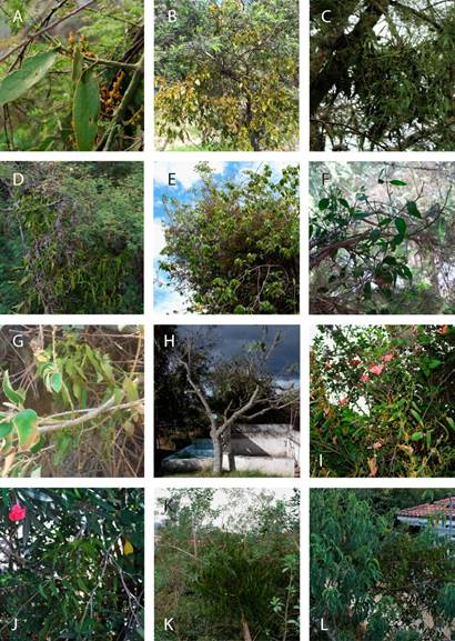 Photos of P. nervosum host species. A. Phoradendron nervosum. B. Acacia baileyana. C. Acacia macracantha. D. Acacia mearnsii. E. Annona cherimola. F. Callistemon subulatus. G. Croton wagneri. H. Ficus carica.
I. Hibiscus rosa-sinensis. J. Nerium
oleander. K. Nicotiana
glauca. L. Prunus persica.