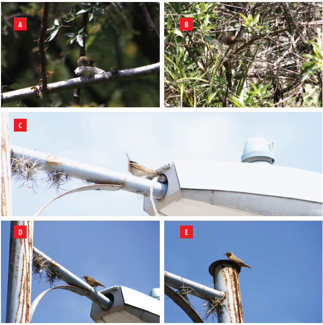 A House Wren holding a piece of plastic on a Castor Bean plant B House Wren holding the piece of plastic on a chilca plant C House Wren entering streetlampnest with the piece of plastic D House Wren emerging from the streetlamp without the piece of plastic and vocalizing E House Wren on top of the streetlamp post vocalizing