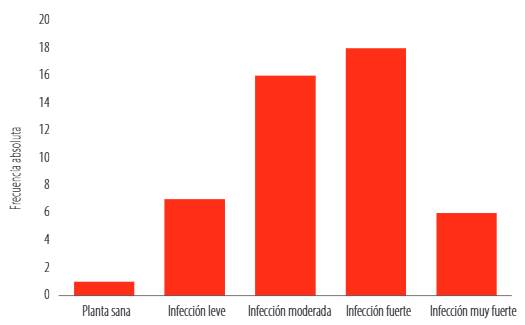 Histograma del grado de infección de síntomas asociados al complejo mancha de asfalto en trece municipios de Chimaltenango. Tomado de: elaboración propia.