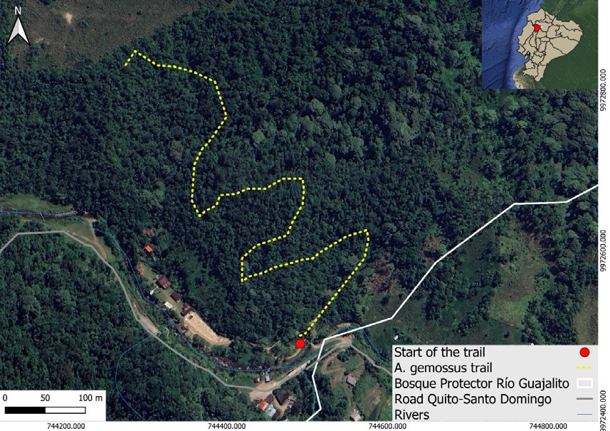 Map of the study area showing the Quito-Santo Domingo de los Tsáchilas road to the south, the boundaries of the Bosque Protector Río Guajalito in white, the trailhead marked with a red dot, and the surveyed trail used to search Anolis gemmosus indicated by a yellow dotted line.