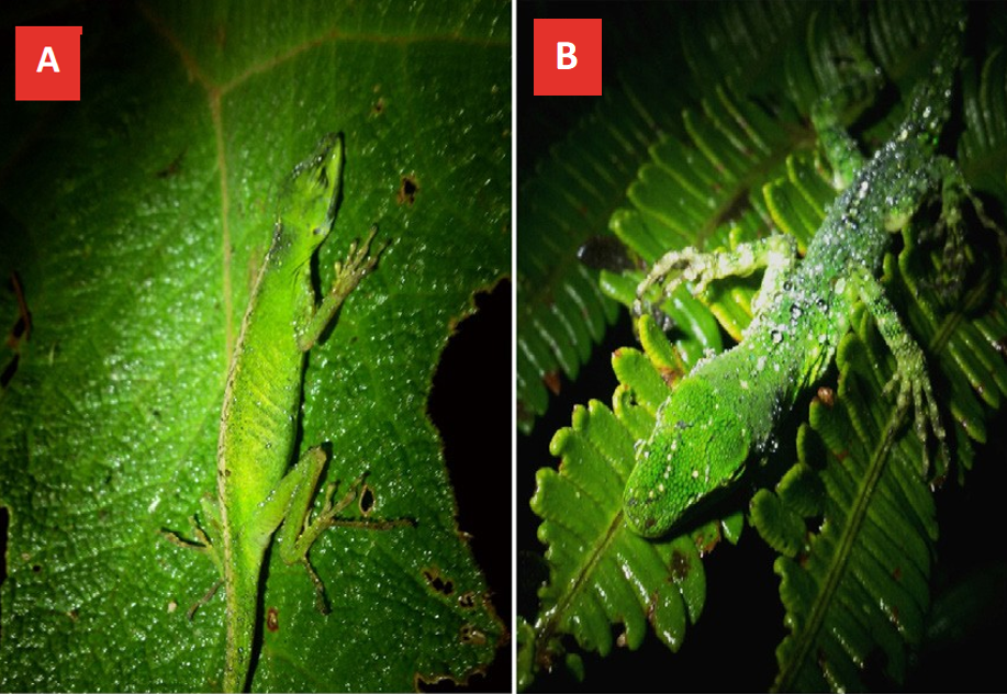 A Adult female of Anolis gemmosus (SVL = 55 mm) sleeping on the giant leave of Gunnera atropurpurea (perch type D). B Adult male of Anolis gemmosus (SVL = 60 mm) sleeping on the leaves of the fern Thelypteris semilunata (perch type C). Photographs by Martín Carrera.