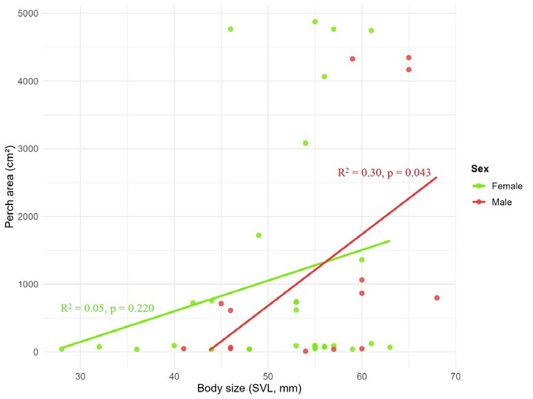 Linear regressions between lizard body size (SVL in mm) and perch area (cm²), separated by sex.