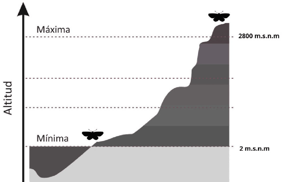 Rango altitudinal de registros de Manduca en diferentes regiones del país (n = 478).