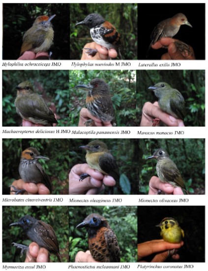 Algunas aves representativas de la
diversidad ornitológica de Tobar Donoso, Carchi, Ecuador. H = hembra, M =
macho. Fotografías por Javier Mena Olmedo (JMO) y César Garzón Santomaro (CGS).