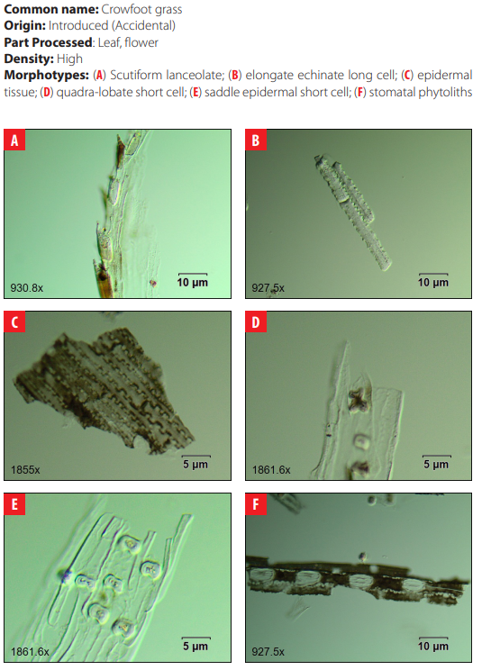 4.24 Poaceae. cf. Eleusine
indica (L.) Gaertn. 