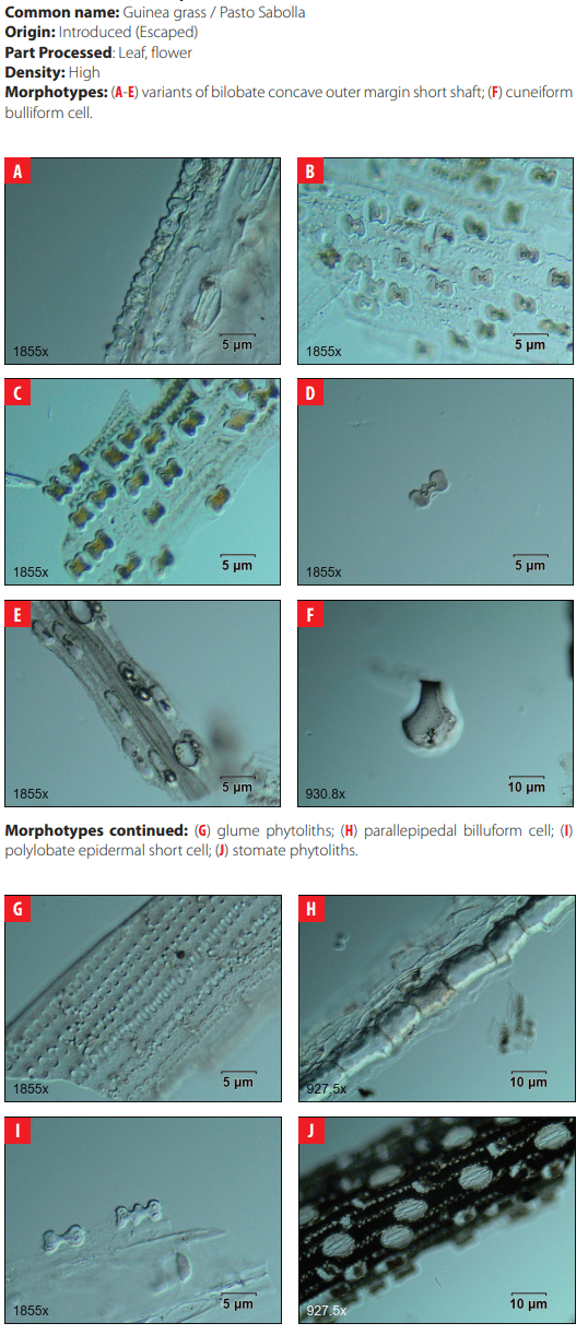 4.26 Poaceae. Panicum sp.