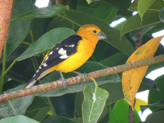 Huiracchuro una de las aves más bonitas que llega a los jardines silvestres del colegio William Shakespeare y otros jardines de Quito