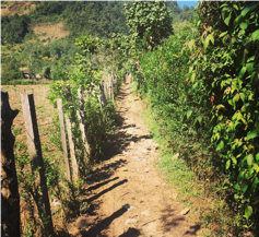 Figura 1. Sendero de Pulai. Adriana Linares, 2019.