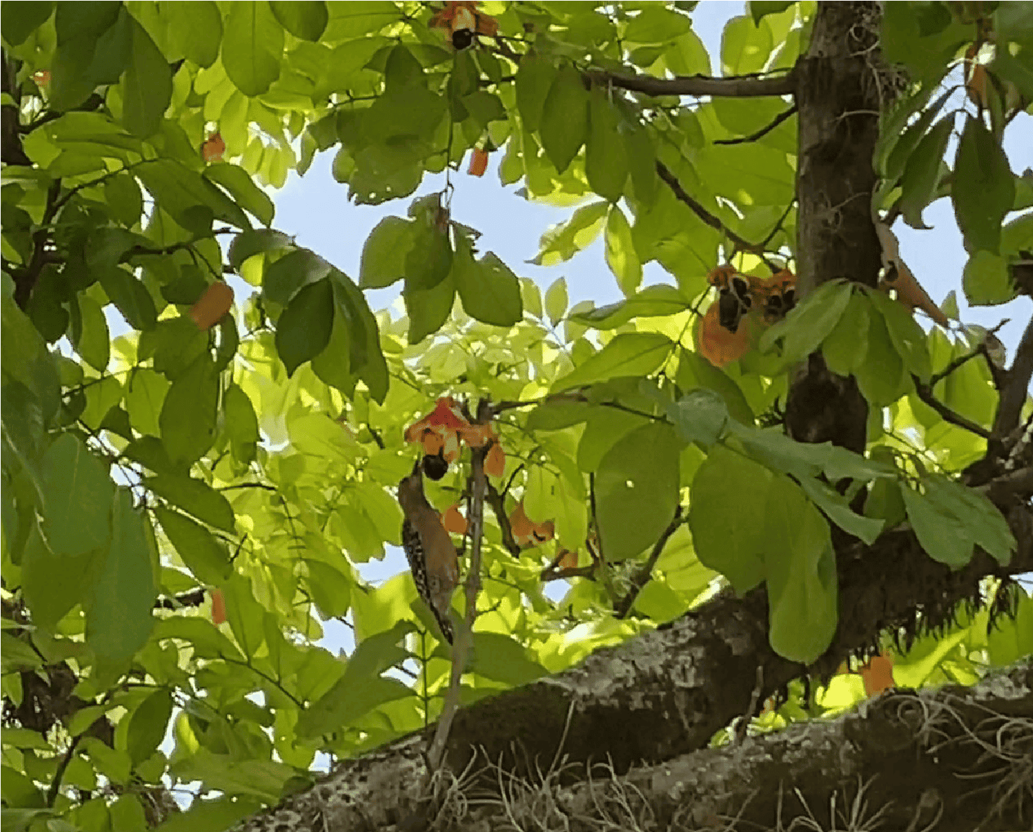 Pájaro carpintero alimentándose del fruto del ackee, abril 2024. Foto de Valentina Tobón Espinosa.