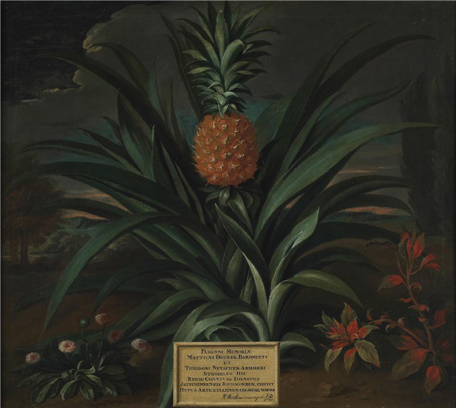 Pineapple grown in Sir Matthew Decker’s garden at Richmond, Surrey. Theodorus Netscher (1661-1728). Londres, Inglaterra, óleo sobre tela, 1720. Copyright © The Fitzwilliam Museum, Cambridge. La imagen está disponible para descarga en la página de la colección de The Fitzwilliam Museum de Cambridge bajo la licencia Creative Commons Attribution. https://data.fitzmuseum.cam.ac.uk/id/object/1712