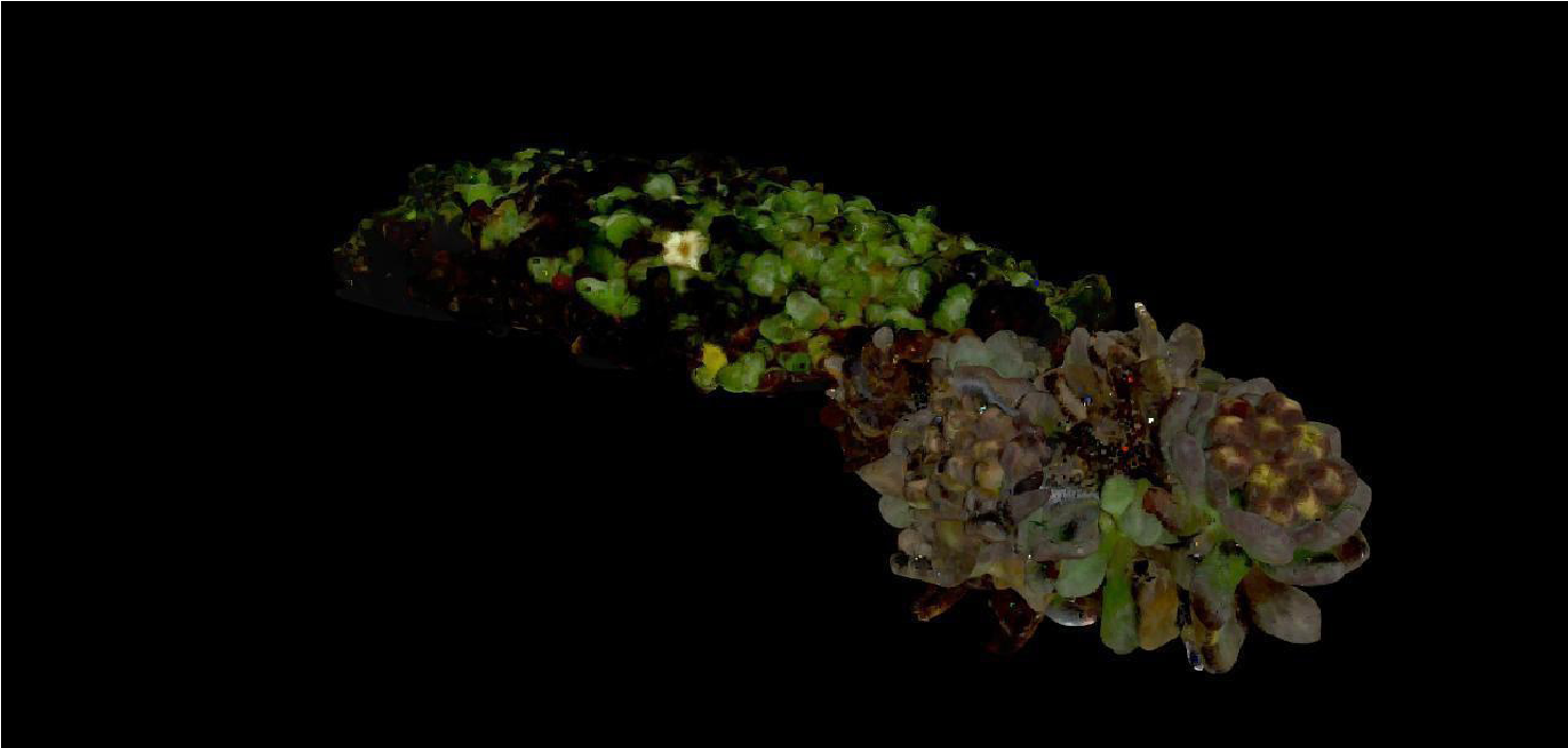Scan 3D de Ourisia muscosa y Draba depressa. Elaborado por la autora. Video disponible en: https://youtu.be/B6N2CNlsbA8