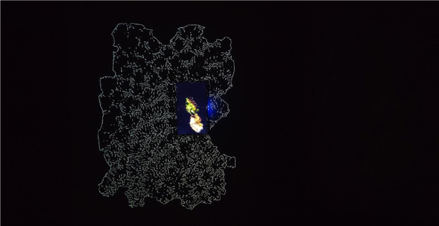 Crecimiento generativo de Xenophyllum humile, y fragmentación y dispersión de Ourisia muscosa y Draba depressa. Elaborado por la autora.