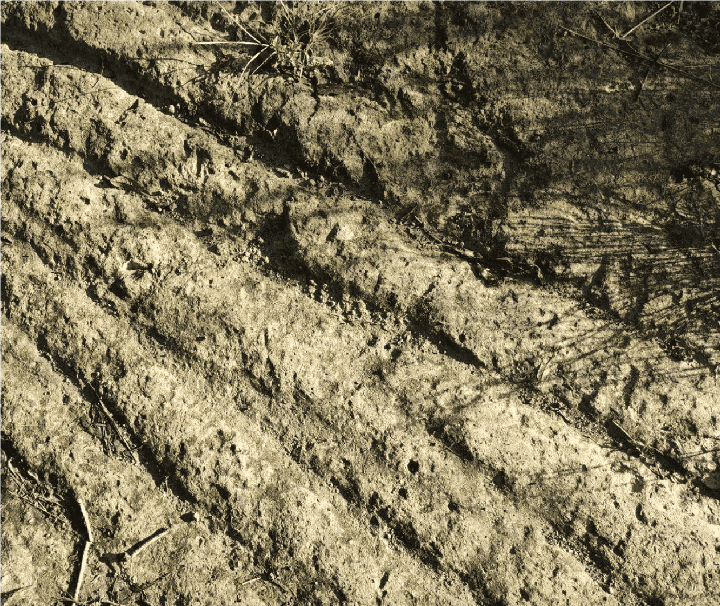 Marcas de una garra de chango. Huellas de la maquinaria pesada en un tramo de suelo más duro, en la franja abierta de la brecha perimetral, haciendo eco de la palabra «rascar» la tierra.