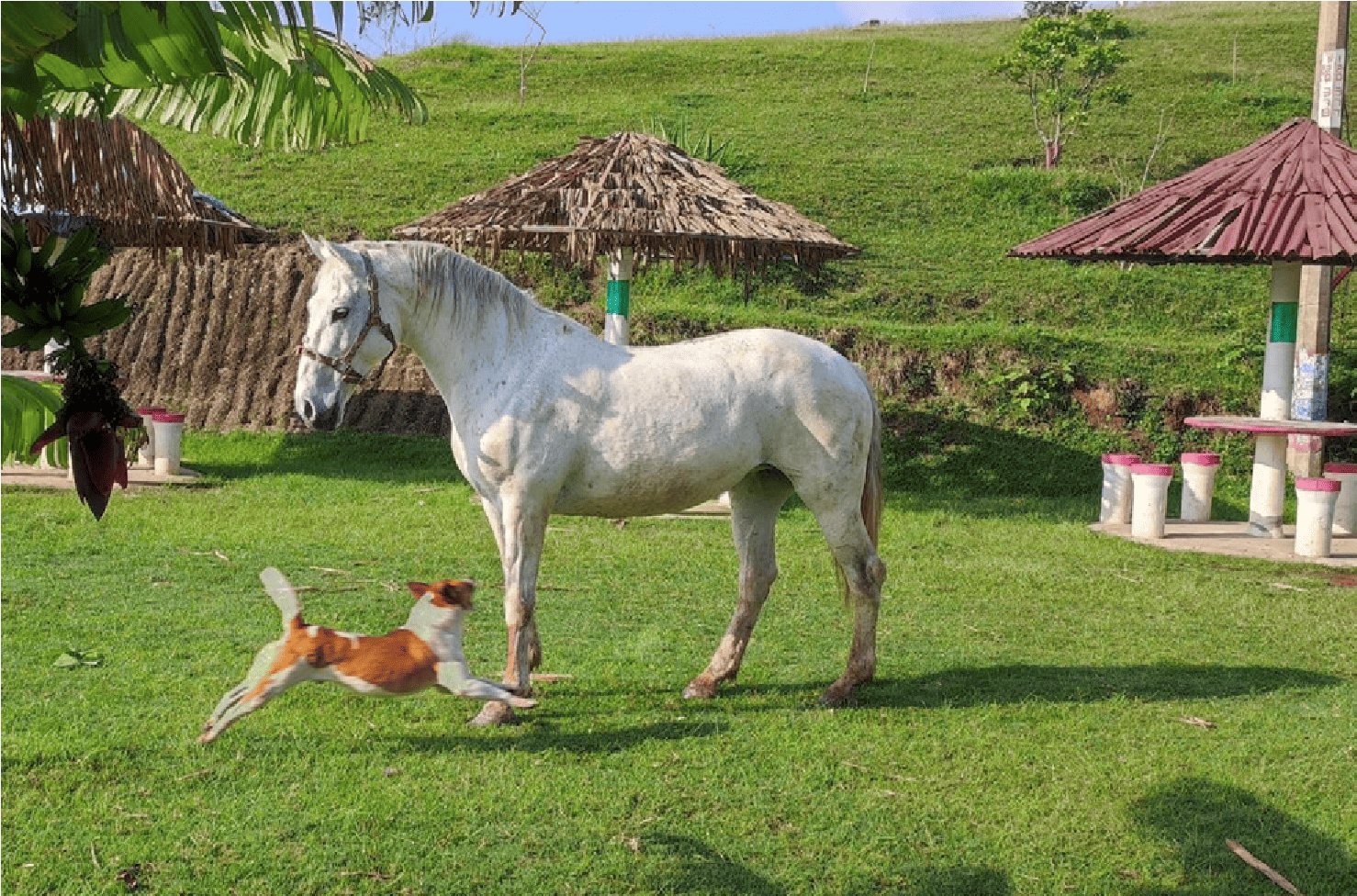 El área de convivio o «rejuego». Caballo, perrito, palmera de plátano y algunas de las palapas que se instalaron en la zona de «rejuego» de la laguna del Castillo. Al fondo se encuentra el cerro en donde cuentan que se llegó a oficiar misa.