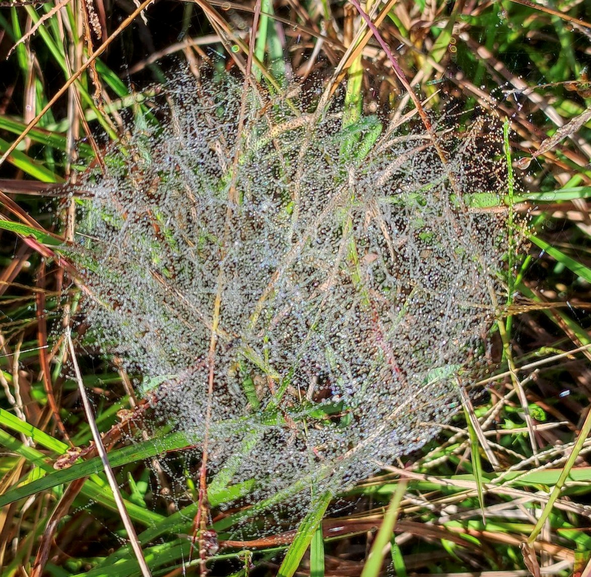 Una telaraña en forma de «sábana» o sheet web. Una telaraña colgante, suspendida a unos quince centímetros del piso, que durante la mañana se ostenta cubierta por gotas minúsculas de rocío. En sus cercanías se encontraban varias decenas de estas mismas telarañas.