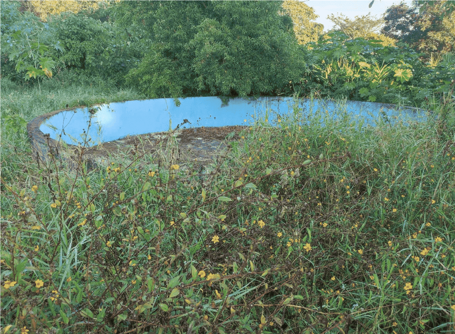 Pileta circular abandonada. Piscina abandonada actualmente, entre cardos de mozote amarillo. En el espacio se cuentan otras tres en igual desuso, aunque pareciera que recientemente las paredes internas fueron pintadas de azul. Alguna vez, este fue el intento de un criadero de mojarras para su comercio.