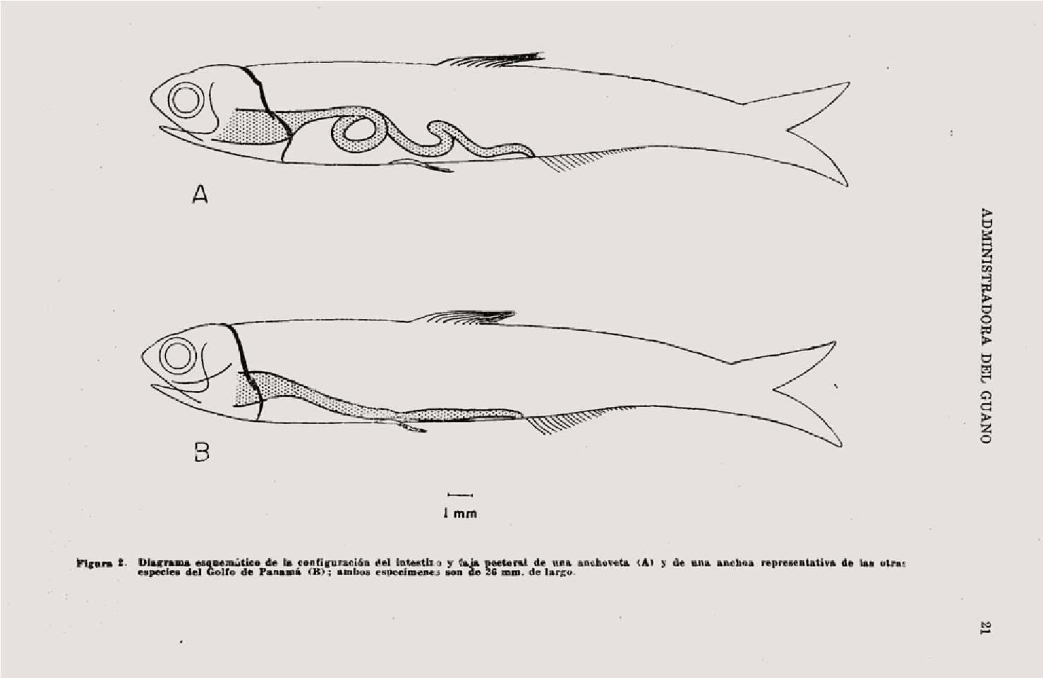 Ilustraci&oacute;n anexa del art&iacute;culo &laquo;Crianza de las larvas de la anchoveta&raquo;, de Edward F. Klima, Izadore Barret y John E. Kinnear en el BCAG (1962), vol. XXXVIII, n.&deg; 6, p. 21.
