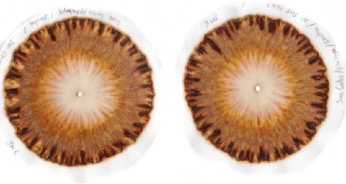 Pair of chromas of the same sample run simultaneously on two separate papers Conventional cultivation with fertilization using biofertilizers microorganisms and mineral broths Pitahaya Joya de los Sachas Orellana